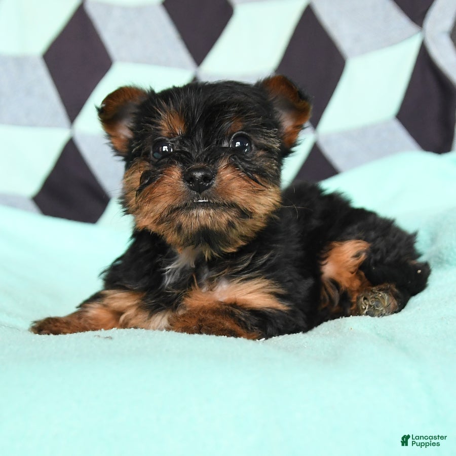 Yorkshire Terrier dogs Victor - Ad 2