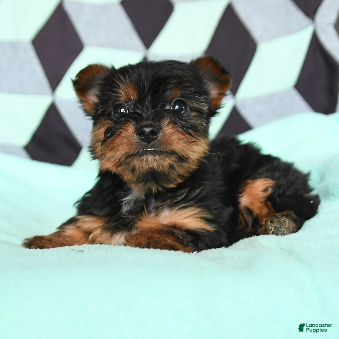 Yorkshire Terrier dogs for sale: Victor - Ad 2