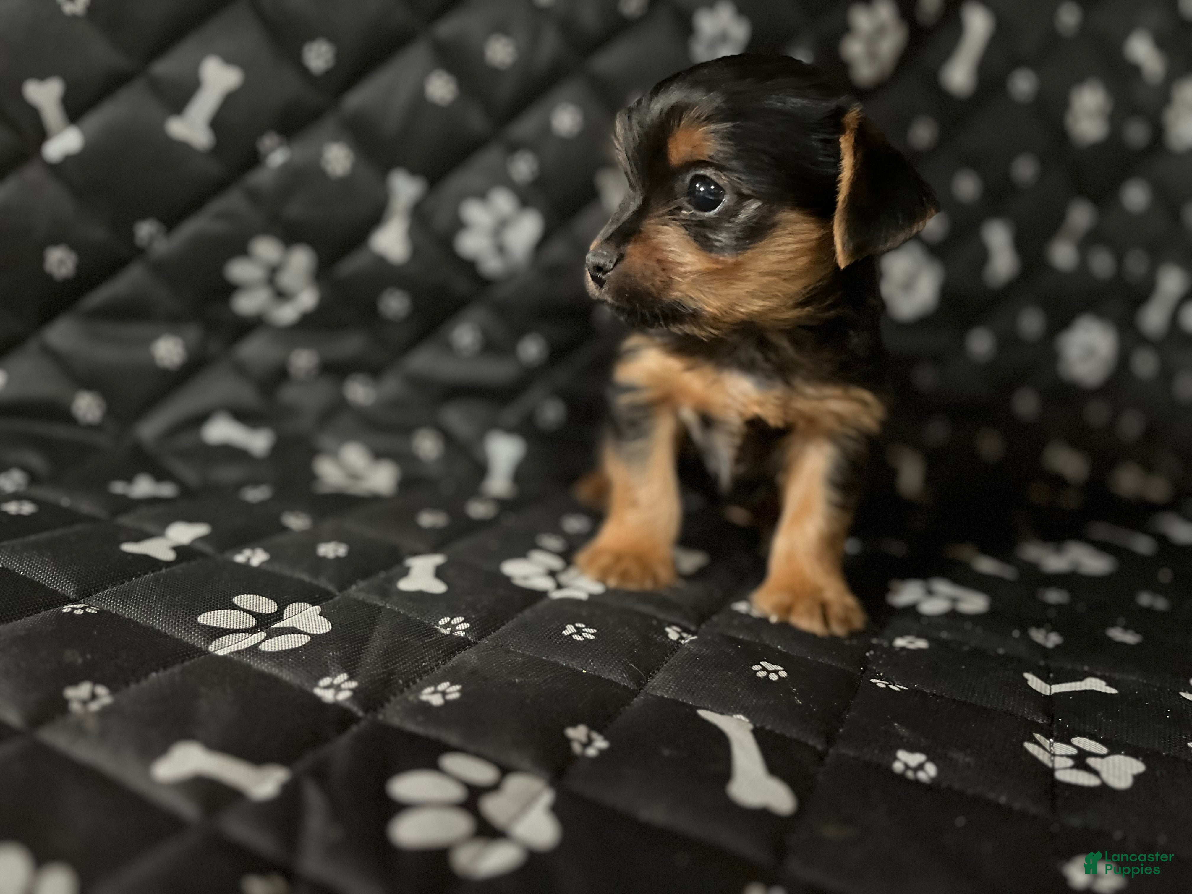 Yorkshire Terrier dogs Yorkshire Terrier Puppy 2 - Ad 40