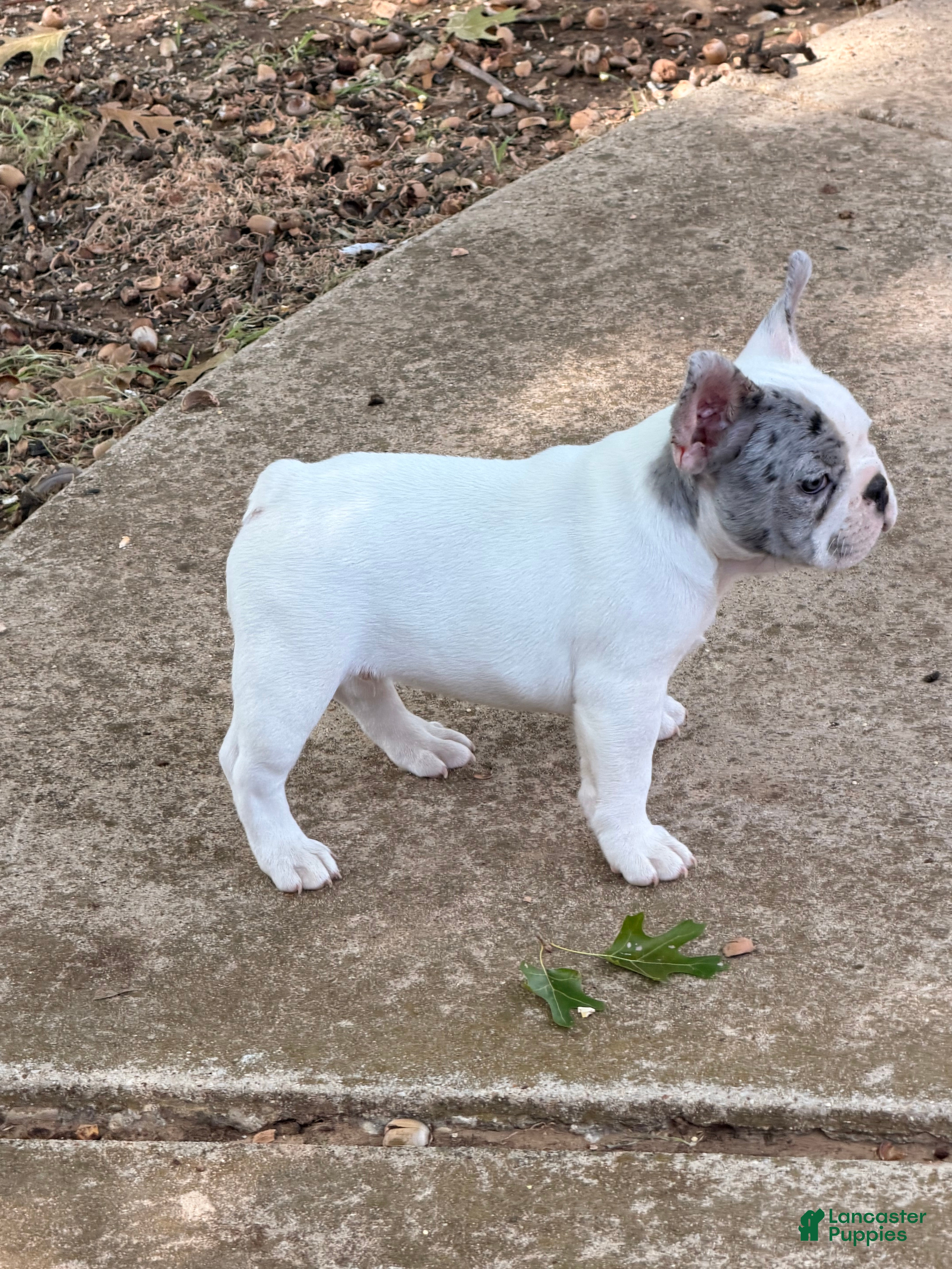 French Bulldog dogs for sale: Bear - Ad 2