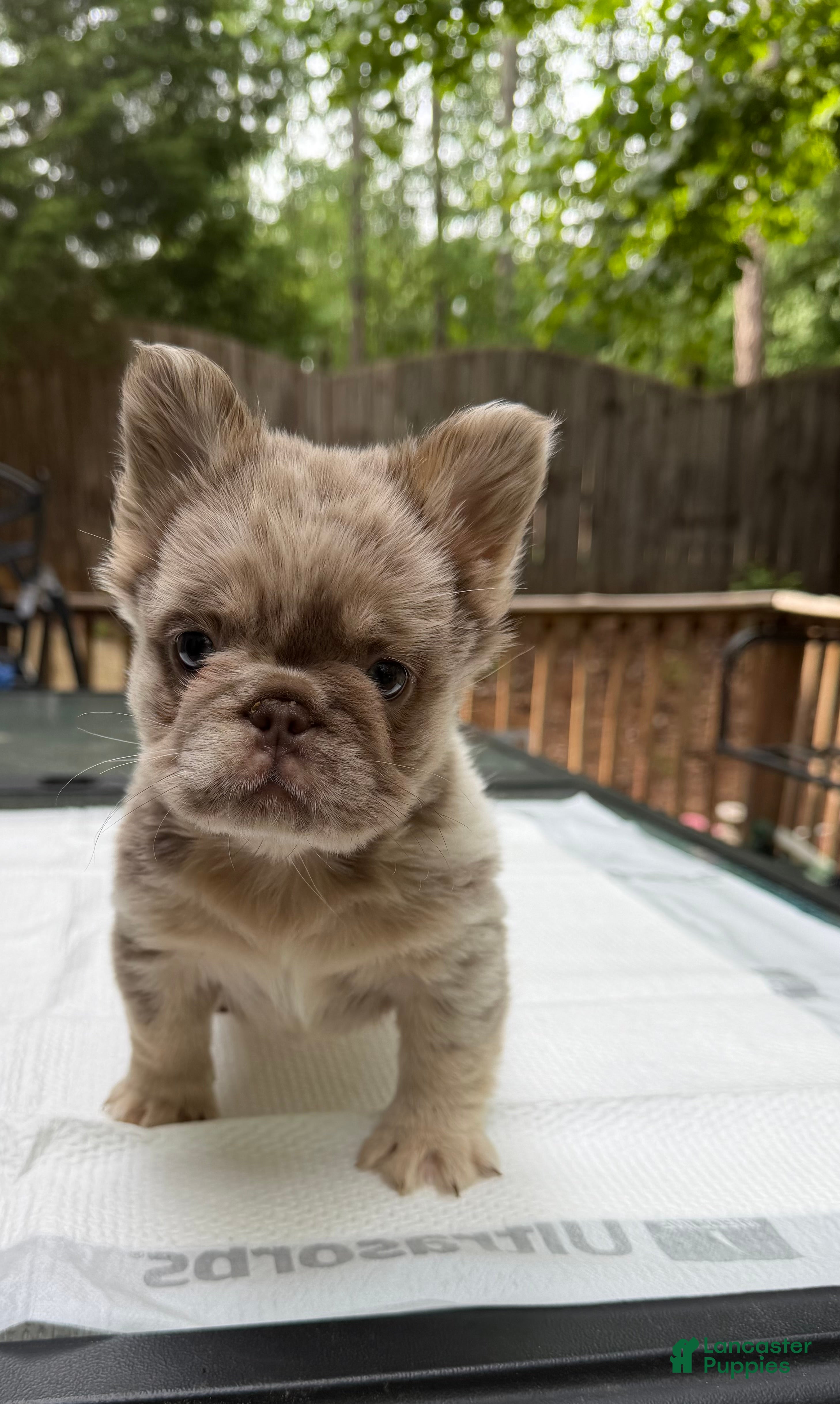 French Bulldog dogs for sale: French Bulldog Puppy 2 - Ad 2