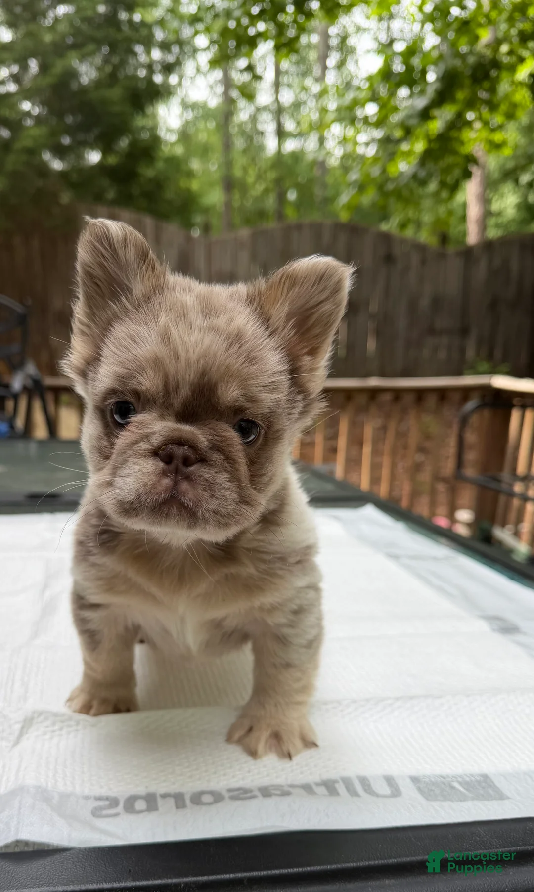 French Bulldog dogs for sale: French Bulldog Puppy 2 - Ad 1
