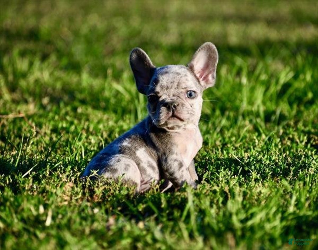 French Bulldog dogs for sale: Meet Frankie! French Bulldog Puppy  - Ad 2