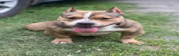 American Bully dogs for sale: Tyson - Ad 5