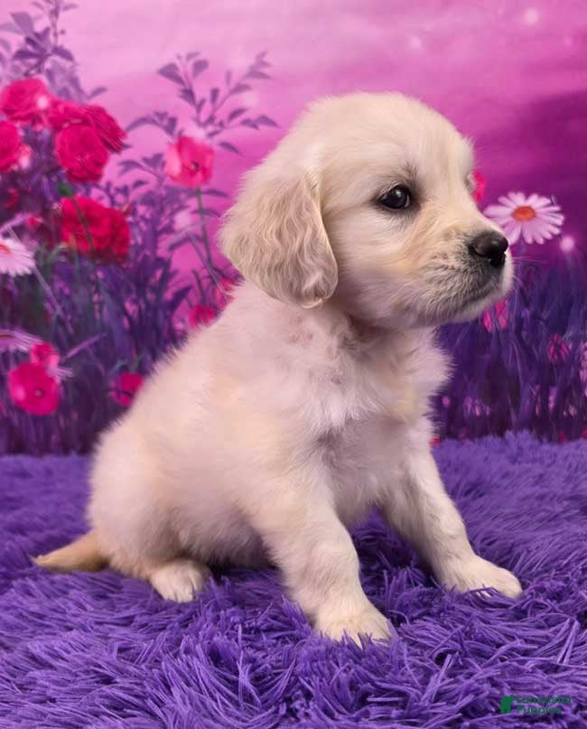 Golden Retriever dogs Lexi - Ad 2