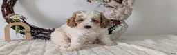 Miniature Poodle dogs for sale: Sasha - Ad 5