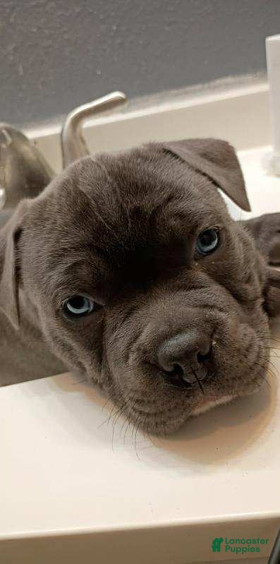 American Bully dogs American Bully Puppy 1 - Ad 3