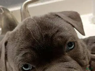 American Bully dogs American Bully Puppy 1 - Ad 3