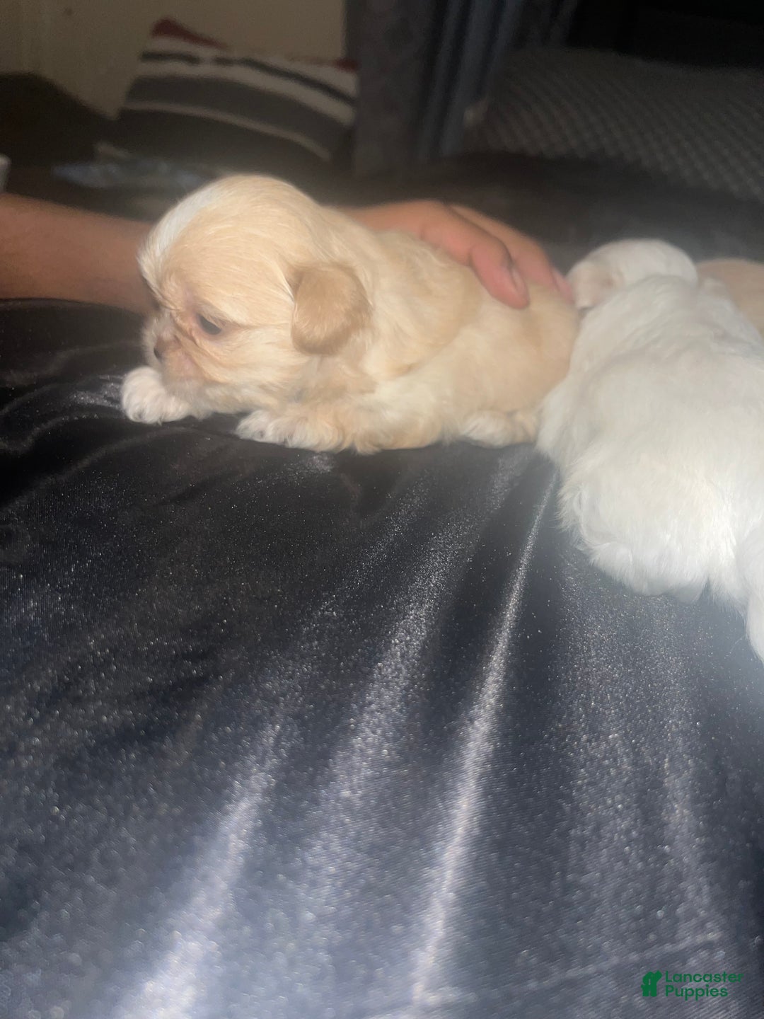 Malshi dogs for sale: Malshi Puppy 2 - Ad 2