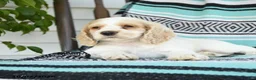 Cocker Spaniel dogs for sale: Dwayne - Ad 5