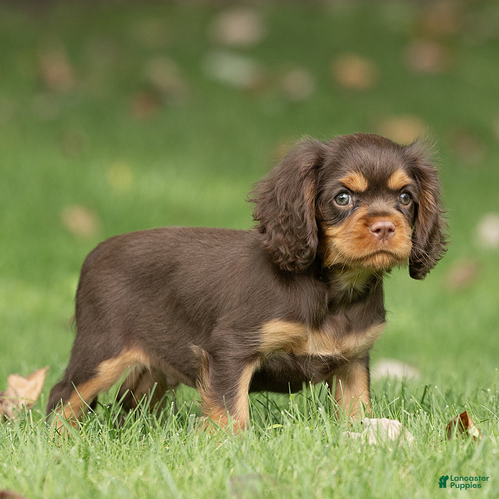 Cavalier King Charles Spaniel dogs Shadow Cavalier King Charles Spaniel  - Ad 2