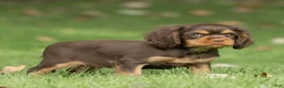 Cavalier King Charles Spaniel dogs for sale: Shadow Cavalier King Charles Spaniel  - Ad 2