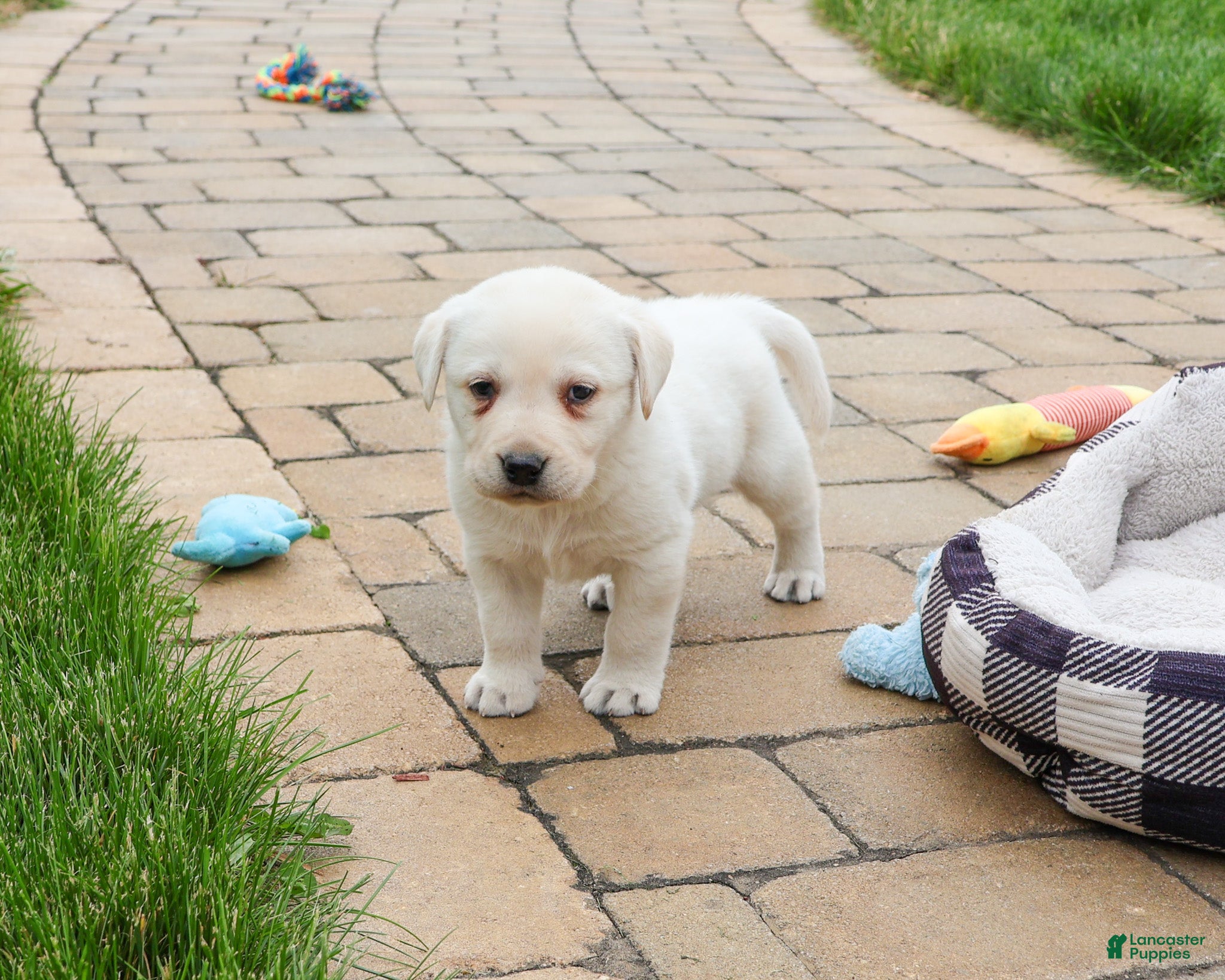 Labrador Retriever dogs Captain  - Ad 18