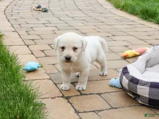 Labrador Retriever dogs Captain - Ad 41