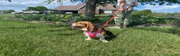 Basset Hound dogs for sale: Daisy  - Ad 13