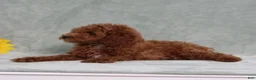Miniature Poodle dogs for sale: Lyle - Ad 5