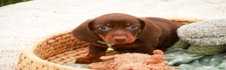 Miniature Dachshund dogs for sale: Andy - Ad 4