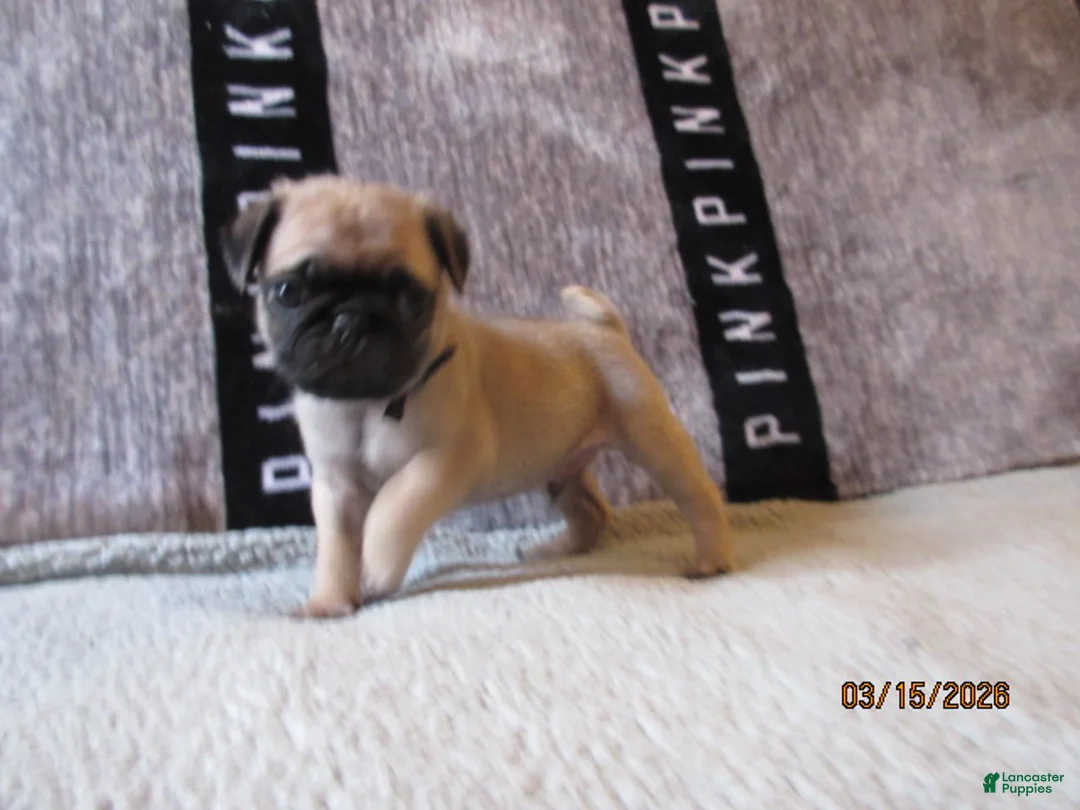 Pug dogs for sale: Pug Puppy 4 - Ad 2
