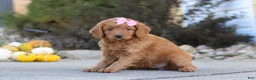 Mini Goldendoodle dogs for sale: Ivy - Ad 4