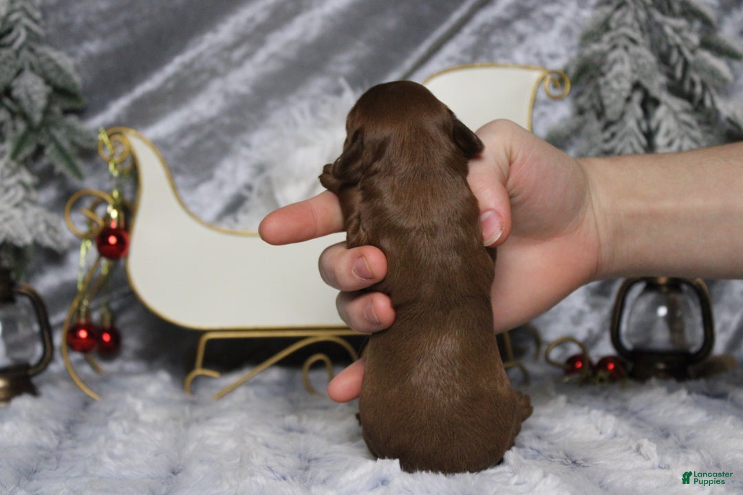 Cavapoo dogs for sale: Cinnamon  - Ad 9