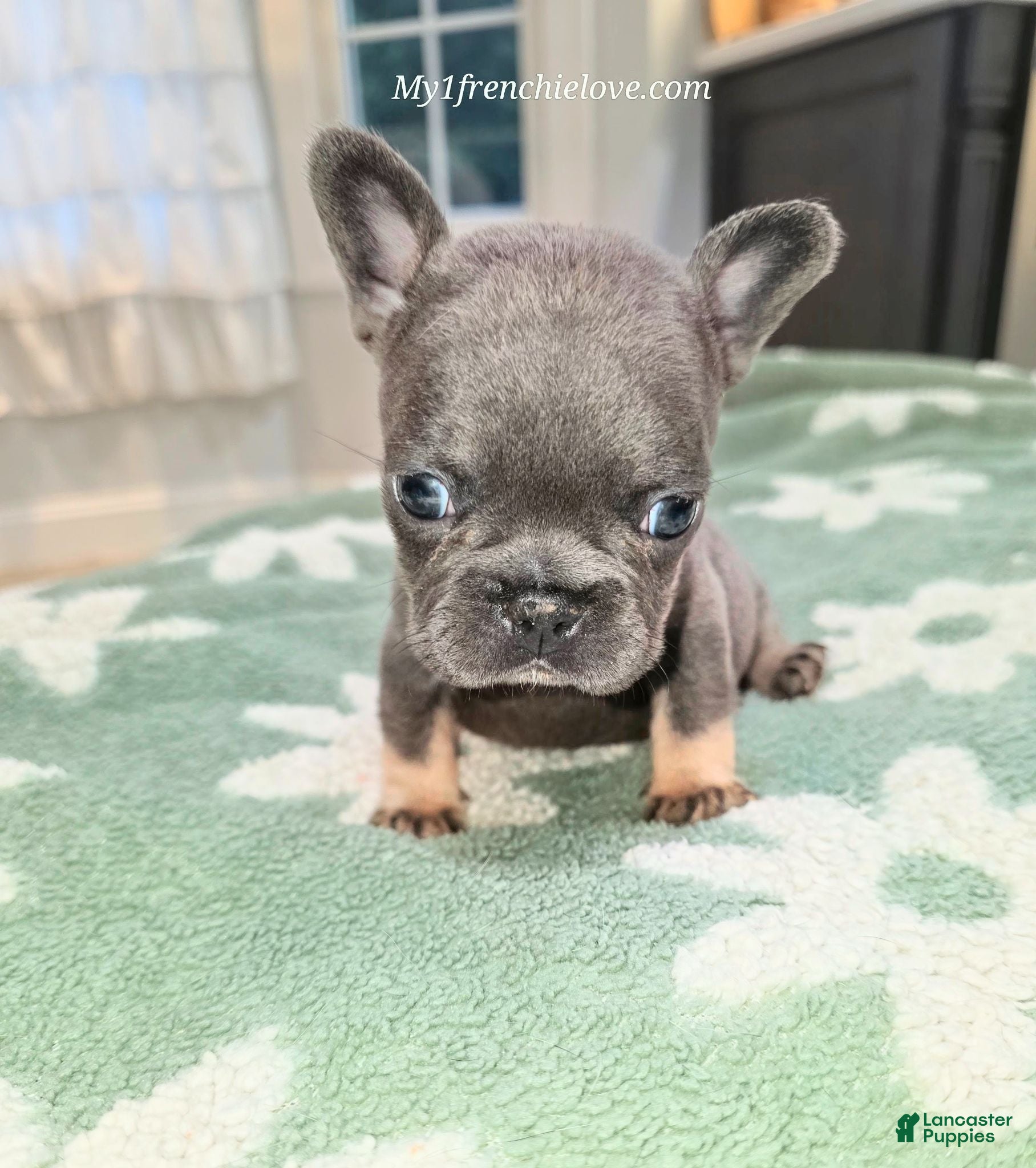 French Bulldog dogs Ocean - Ad 2