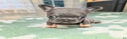 French Bulldog dogs for sale: Ocean - Ad 2