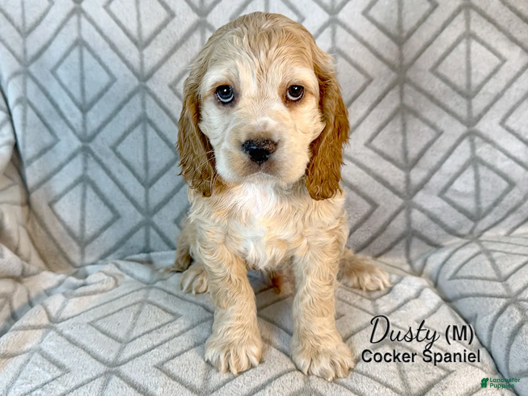 Cocker Spaniel dogs for sale: Dusty - Ad 3