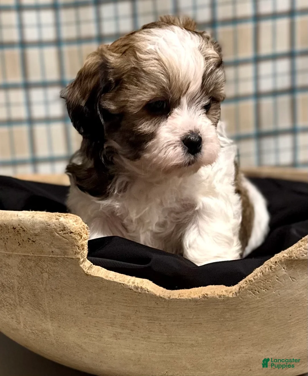 Teddy Bear dogs for sale: LANCE - Ad 6