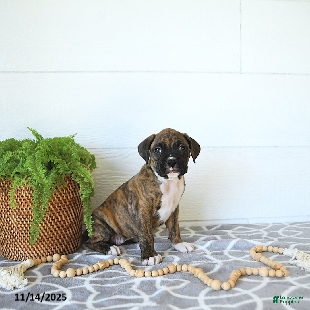 Boxer dogs for sale: Juniper - Ad 6