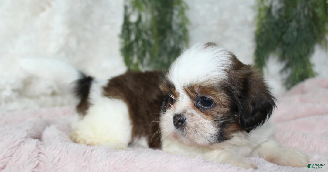 Shih Tzu dogs for sale: Shih Tzu 5 - Ad 2