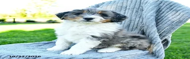 Murphy