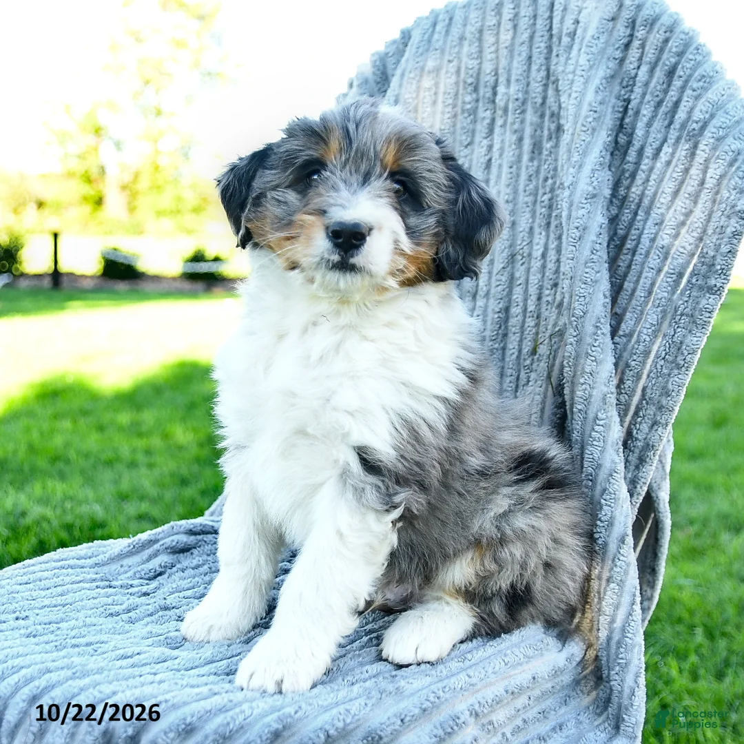 Miniature Australian Shepherd dogs for sale: Murphy - Ad 1