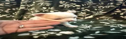 Chihuahua dogs for sale: Chihuahua 2 - Ad 1