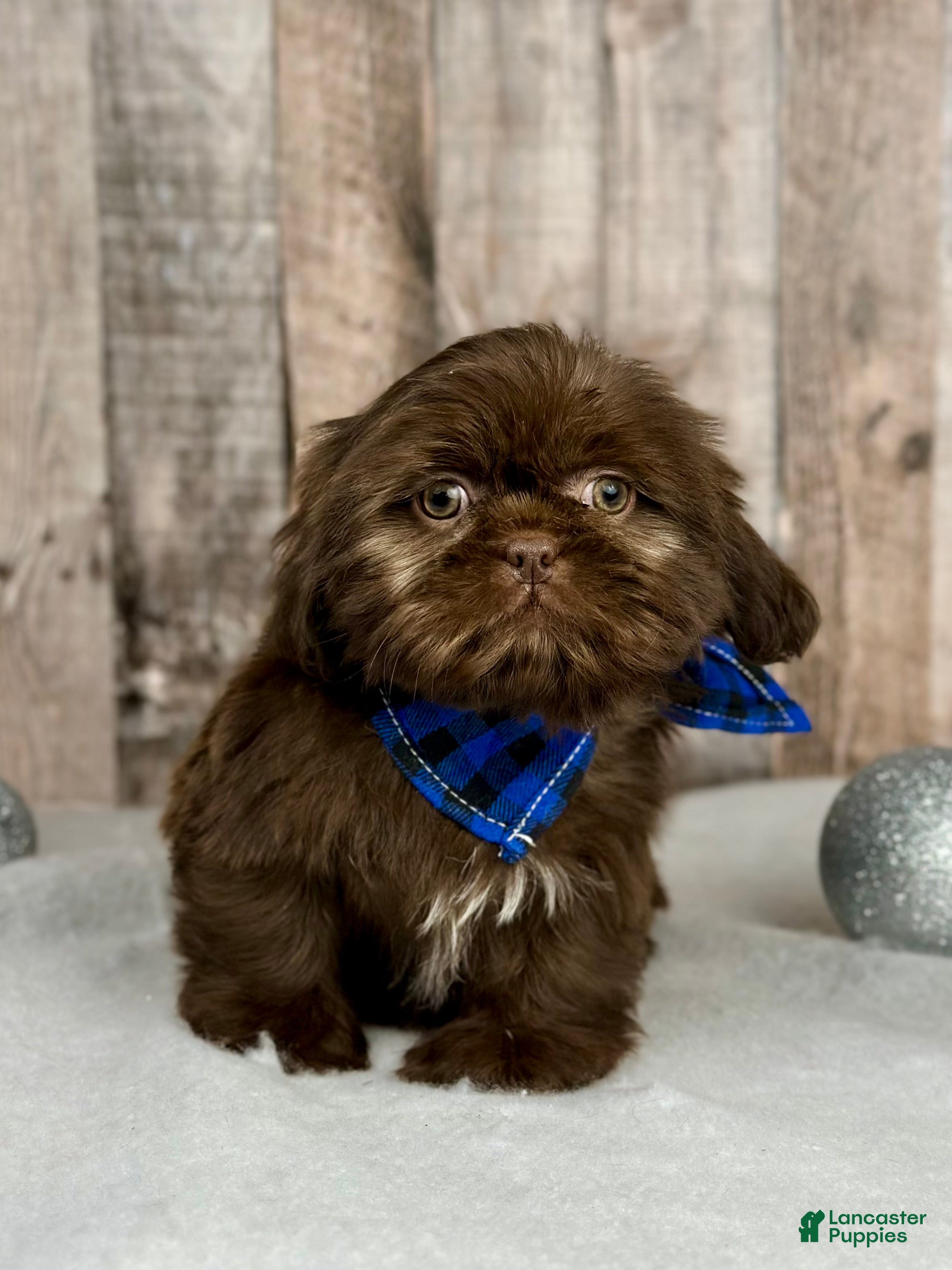 Shih Tzu dogs Girl Hazel - 9227 - Ad 31