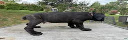 Cane Corso dogs for sale: Brown collar - Ad 3