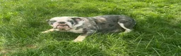 English Bulldog dogs for sale: Macy - Ad 6