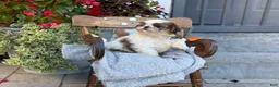 Shih Tzu dogs for sale: Shyla - Ad 9