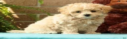 Maltipoo dogs for sale: Max - Ad 4