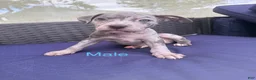 Mixed Breed dogs for sale: peppa - Ad 7