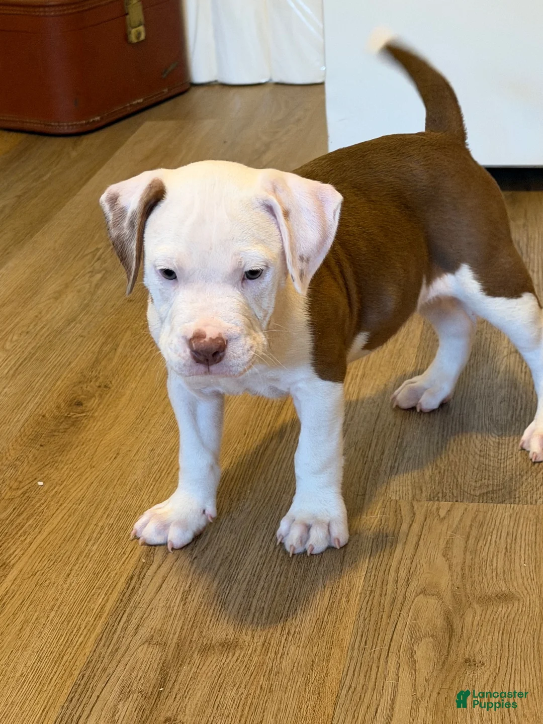 American Bully dogs for sale: American Bully 2 - Ad 2