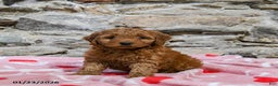 Mini Goldendoodle dogs for sale: Casey - Ad 3