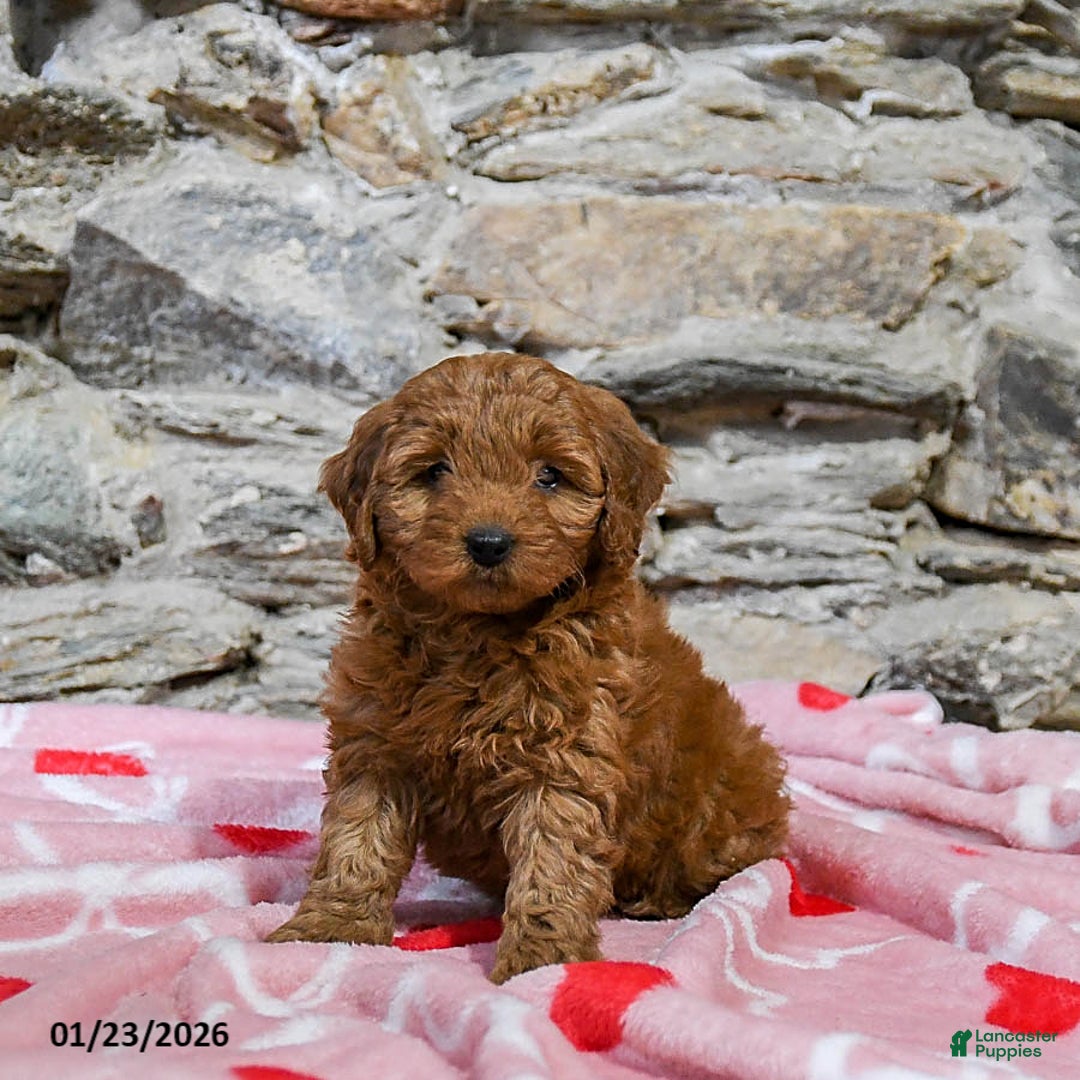 Mini Goldendoodle dogs for sale: Casey - Ad 3