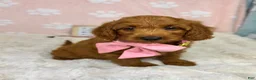 Mini Goldendoodle dogs for sale: Lexi - Ad 7