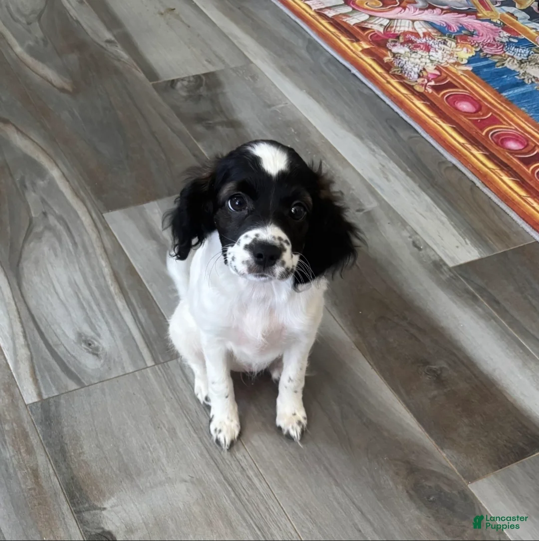 English Springer Spaniel dogs for sale: English Springer Spaniel Puppy 2 - Ad 1