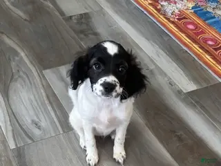 English Springer Spaniel dogs English Springer Spaniel Puppy 2 - Ad 30