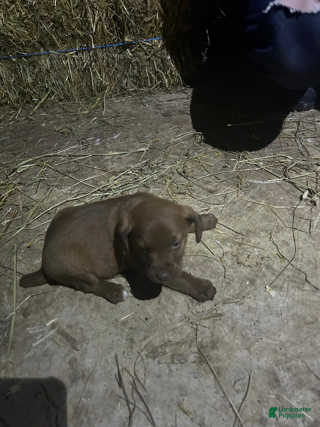 Jackapoo dogs for sale: Jackapoo Puppy 3 - Ad 3