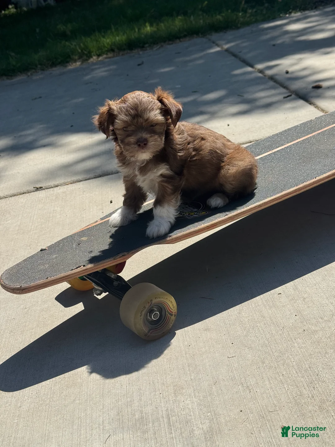 Maltipoo dogs for sale: Maltipoo Puppy 3 - Ad 2