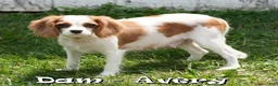 Cavalier King Charles Spaniel dogs for sale: Niko - Ad 10