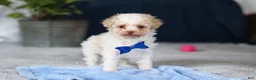Toy Poodle dogs for sale: Crisco - Ad 5