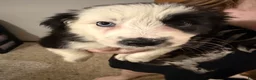 Border Collie dogs for sale: Border Collie 3 - Ad 3